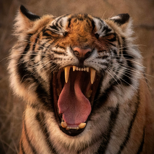 Photo by <a href="https://unsplash.com/@fit_foodie_fotographer?utm_source=unsplash&utm_medium=referral&utm_content=creditCopyText">Kartik Iyer</a>