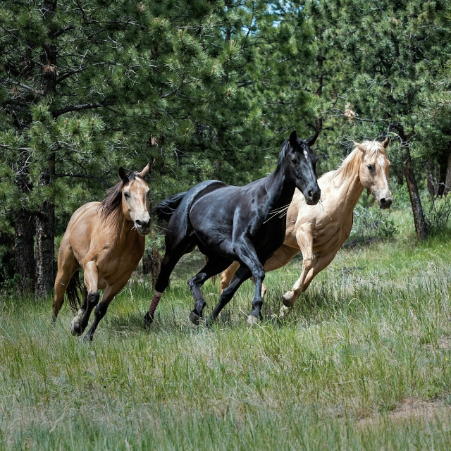 Photo by <a href="https://unsplash.com/@devine_images?utm_source=unsplash&utm_medium=referral&utm_content=creditCopyText">Gene Devine</a>