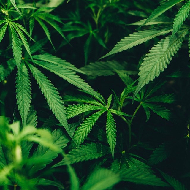 Photo by <a href="https://unsplash.com/@mrbrodeur?utm_source=unsplash&utm_medium=referral&utm_content=creditCopyText">Matthew Brodeur</a>
