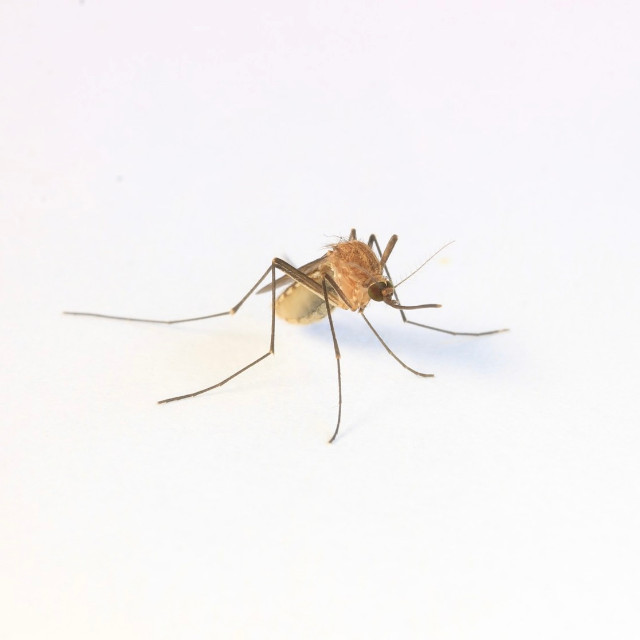 Photo by <a href="https://unsplash.com/@mozziebites?utm_content=creditCopyText&utm_medium=referral&utm_source=unsplash">Cameron Webb</a>