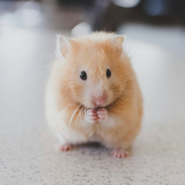 Photo by <a href="https://unsplash.com/@sweetmangostudios?utm_source=unsplash&utm_medium=referral&utm_content=creditCopyText">Ricky Kharawala</a>