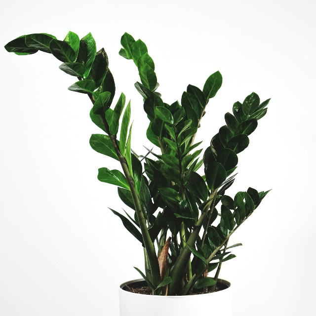 Photo by <a href="https://unsplash.com/@feeypflanzen?utm_source=unsplash&utm_medium=referral&utm_content=creditCopyText">feey</a>