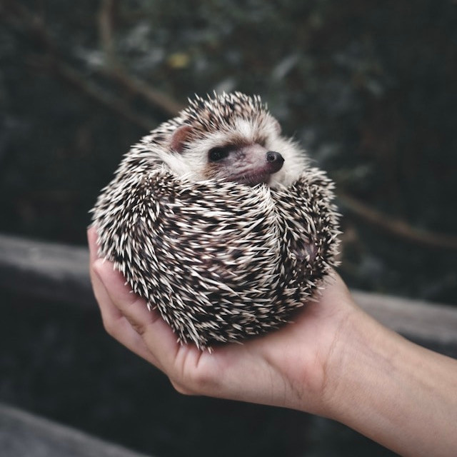 Photo by <a href="https://unsplash.com/@rtp_atw?utm_source=unsplash&utm_medium=referral&utm_content=creditCopyText">Ratapan Anantawat</a>