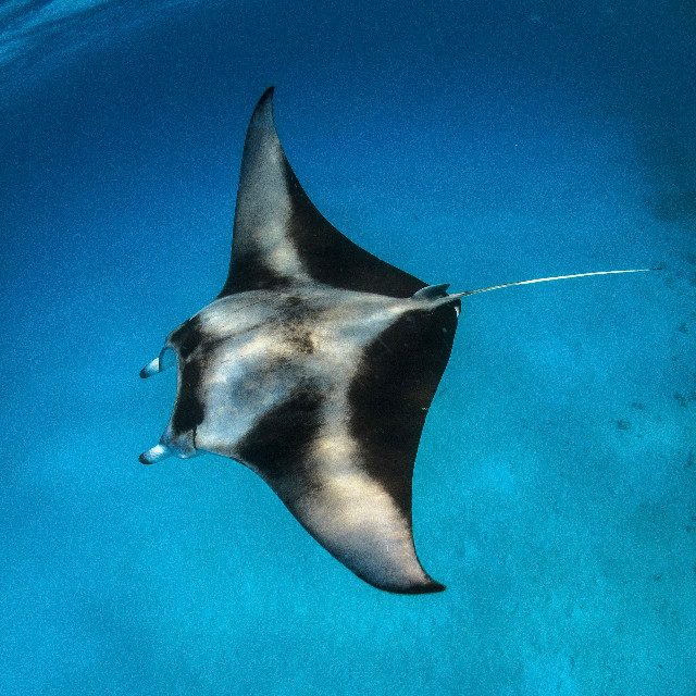 Photo by <a href="https://unsplash.com/@divenau?utm_source=unsplash&utm_medium=referral&utm_content=creditCopyText">naushad mohamed</a>