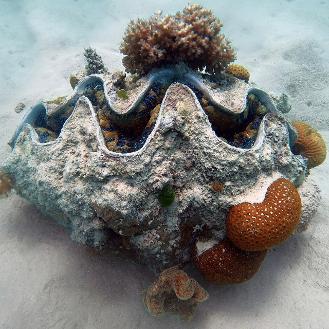 Giant clam. Photo by Charles J. Sharp.