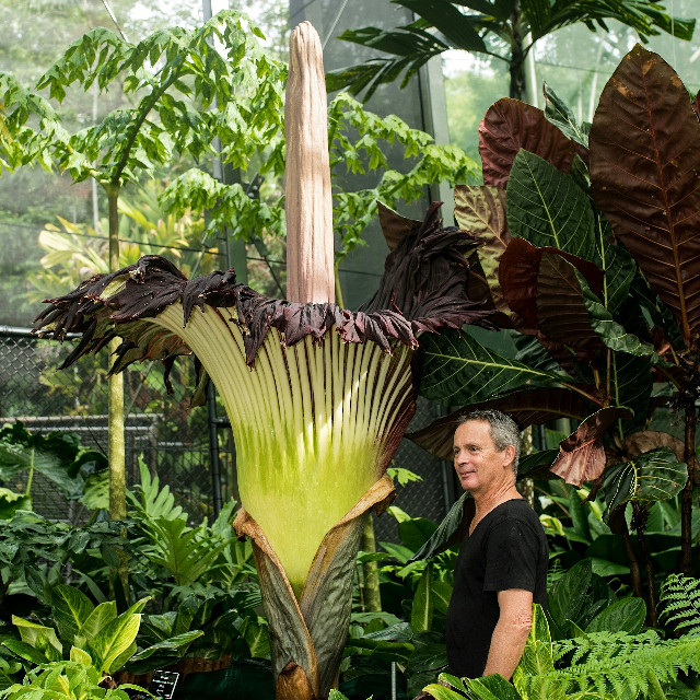 A Titan Arum plant - see question 3. Photo by <a href="https://unsplash.com/@davidclode?utm_content=creditCopyText&utm_medium=referral&utm_source=unsplash">David Clode</a>