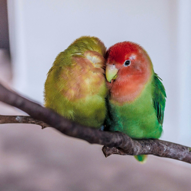 Photo by <a href="https://unsplash.com/@isaacbenhesed?utm_source=unsplash&utm_medium=referral&utm_content=creditCopyText">Isaac Benhesed</a>