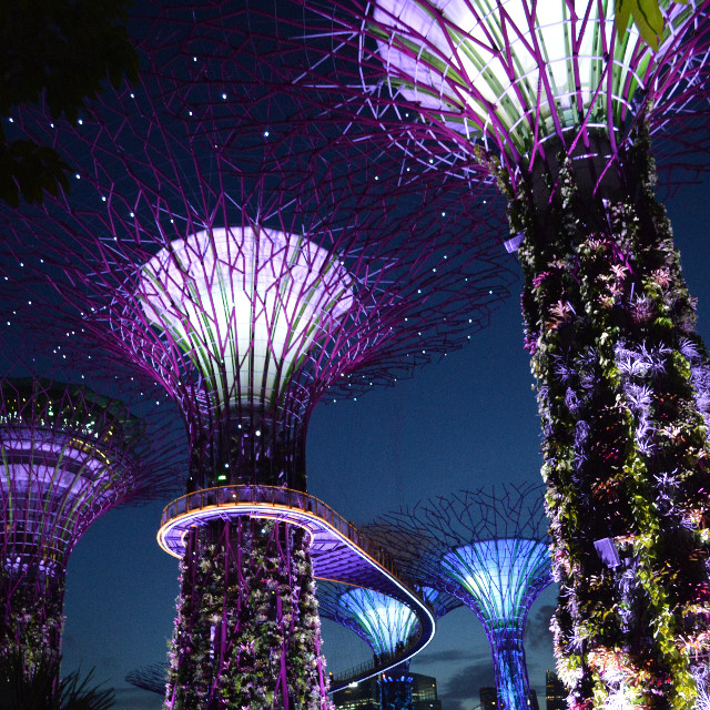"Supertrees" in Singapore. Photo by Alastair Cassels