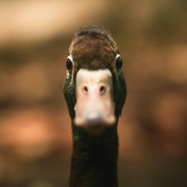 Photo by <a href="https://unsplash.com/@bielmorro?utm_source=unsplash&utm_medium=referral&utm_content=creditCopyText">Biel Morro</a>